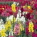 Snapdragon Flower Seeds - Maximum Mix - 400 mg Seed Packet - Mix Color Blooms - Annual Flower Gardening   566996818